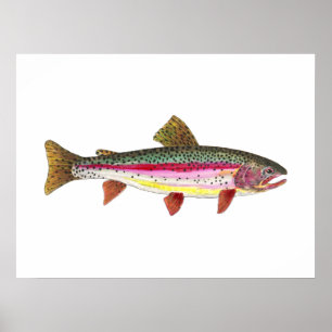 Poster Poisson de truite arc-en-ciel