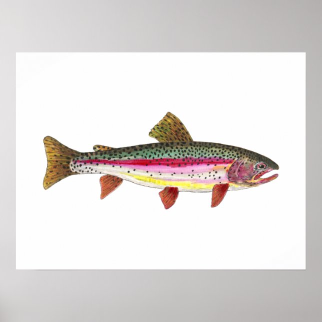 Poster Poisson de truite arc-en-ciel (Devant)