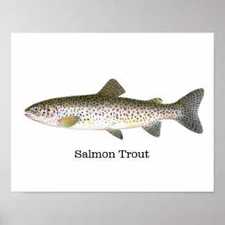Poster Poisson de truite saumon