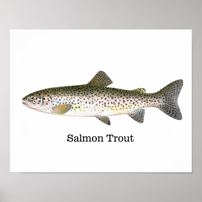 Poster Poisson de truite saumon (Devant)