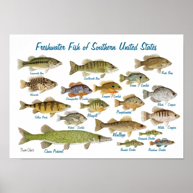 Poster Poisson d'eau douce du sud des États-Unis (Devant)