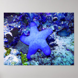 Poster Poisson D'Épée Bleu Tropical Reposé Sur Le Corail 