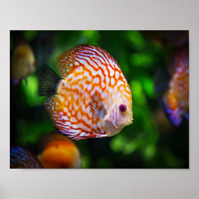 Poster Poisson Discus (Devant)
