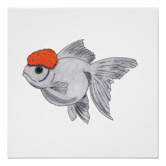 Poster Poisson d'or blanc et orange Oranda Aquarium Poiss (Devant)