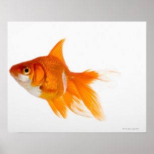 Poster Poisson d'or, vue latérale