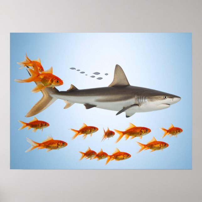 Poster Poisson Doré et Requin (Devant)