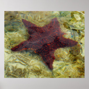 Poster Poisson étoilée sous-marine aux Bahamas