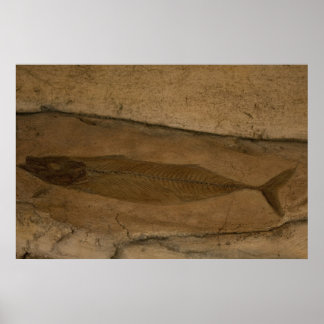 Poster Poisson fossile