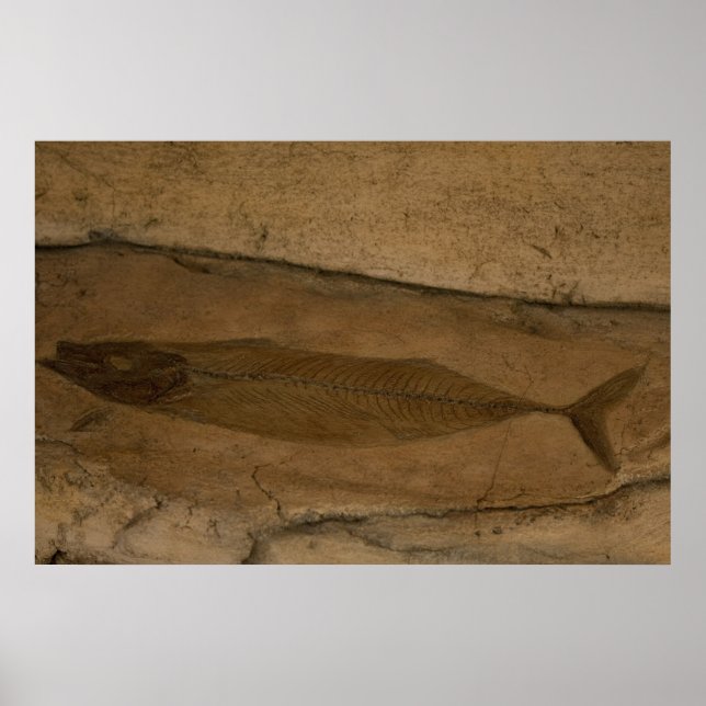 Poster Poisson fossile (Devant)