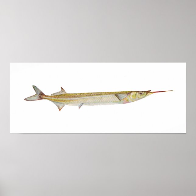Poster Poisson - Garfish - Hyporhamphus intermédius (Devant)