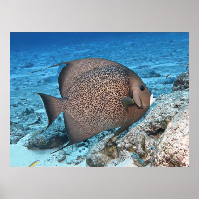Poster Poisson gris (Devant)
