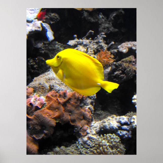 Poster Poisson jaune Tang (Devant)