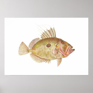 Poster Poisson - John Dory - Zeus faber