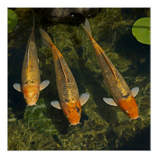 POSTER POISSON KOI
