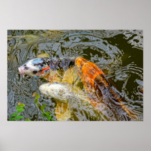 Poster poisson koï dans un étang