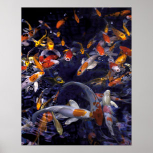 POSTER POISSON KOI EN FLEURS
