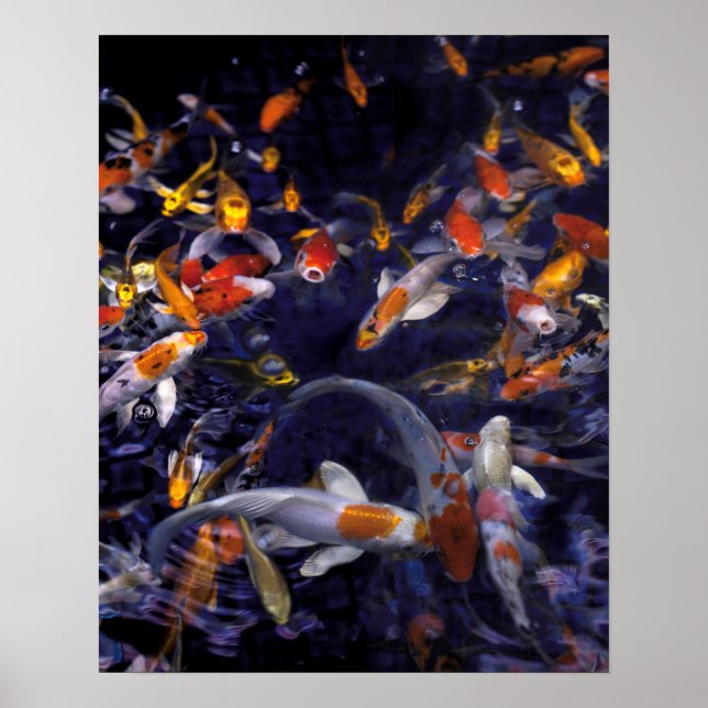 POSTER POISSON KOI EN FLEURS (Devant)