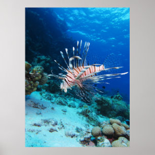 Poster Poisson lion ou Pterois Miles, Poisson de récif oc