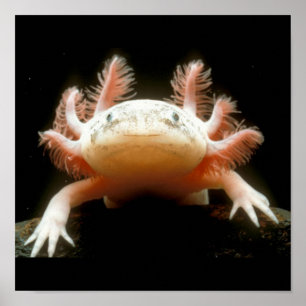 Poster poisson mexicain