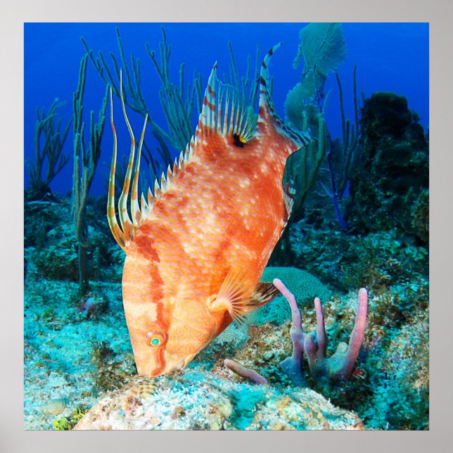 Poster Poisson-mouche (Devant)