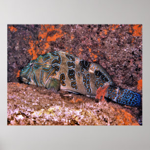 Poster Poisson-mouche géant