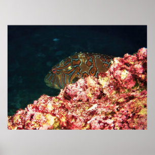 Poster Poisson-mouche géant-Galapagos