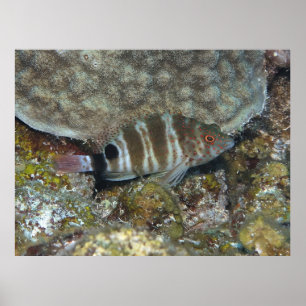 Poster Poisson-mouche tacheté