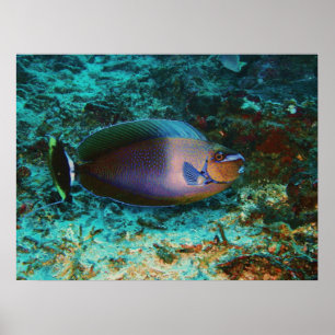 Poster Poisson mystérieux