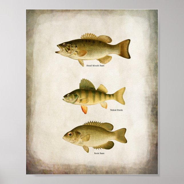 Poster Poisson panfish Perche basse et walleye Wall Art (Devant)