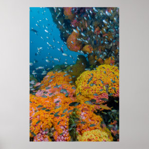 Poster Poisson Parmi La Barrière De Corail