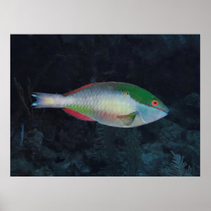 Poster Poisson-perche à bandes rouges