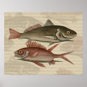 Poster Poisson Perche Rouge Pêcheur d'Art