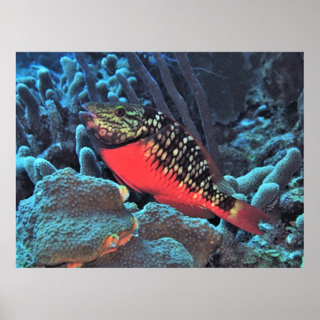 Poster Poisson-perroquet (Devant)