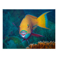 Poisson-perroquet - Maquillage frappant! Photo col