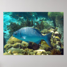Poisson récif