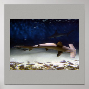 Poster Poisson Requin Nager Gris Grey Guy Gal Destiny