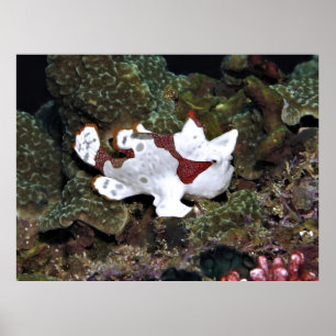 Poster Poisson-rogue pas bien cachée