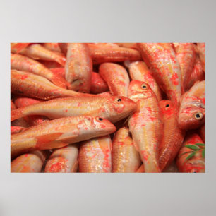 Poster Poisson rose Poster/Imprimer