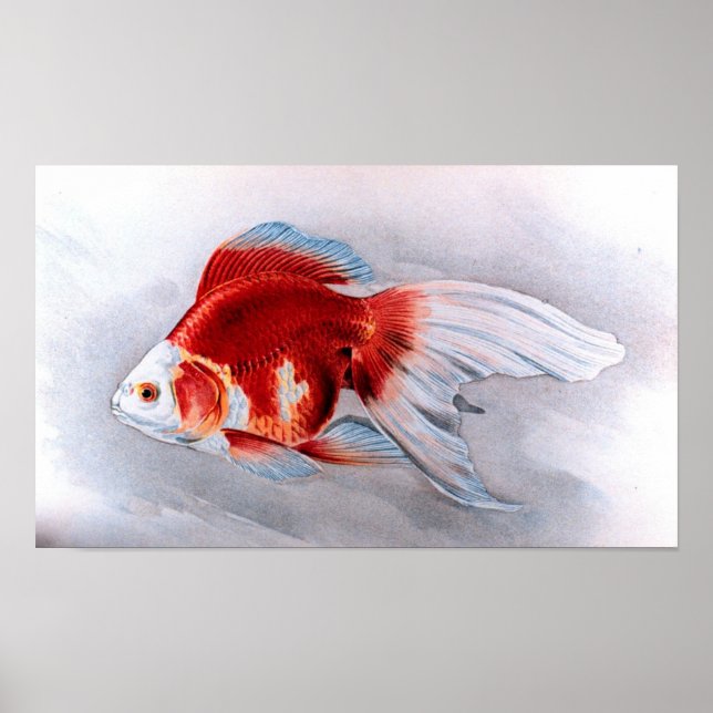 Poster Poisson rouge de Ryukin (Devant)