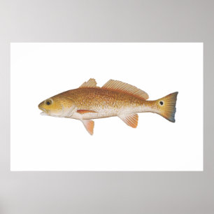 Poster Poisson rouge - Drum rouge