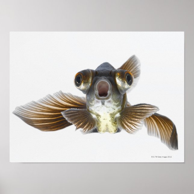 Poster Poisson rouge noir (Carassius auratus) 2 (Devant)