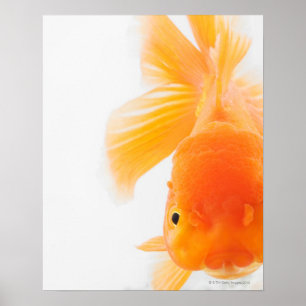 Poster Poisson rouge orange de lionhead (auratus de