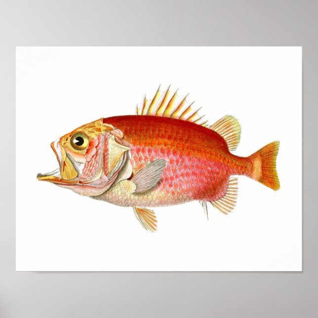 Poster Poisson rouge Poisson d'antiquité Imprimer no 6 Dé (Devant)