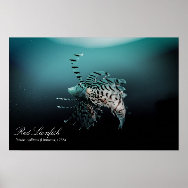 Poster Poisson rouge (Pterois volitans, Linnaeus, 1758) (Devant)