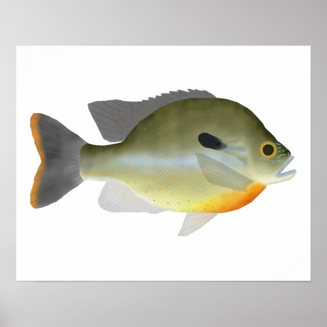 Poster Poisson séchée (Devant)