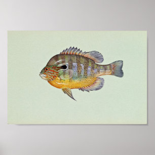Poster Poisson solaire