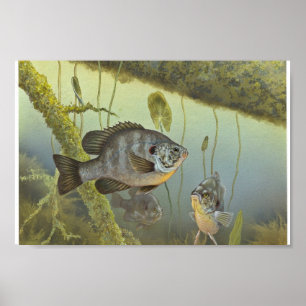 Poster Poisson-soleil