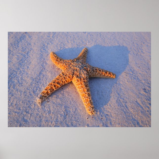 Poster Poisson Sur Sable Blanc (Devant)