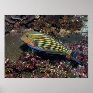 Poster Poisson surgéon rayé