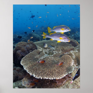 Poster Poisson Sweetlip